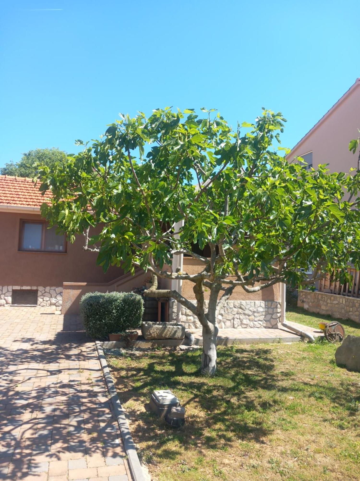 Apartmani Goga Biograd Na Moru Bagian luar foto